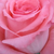 Roza - Vrtnica čajevka - Bel Ange®